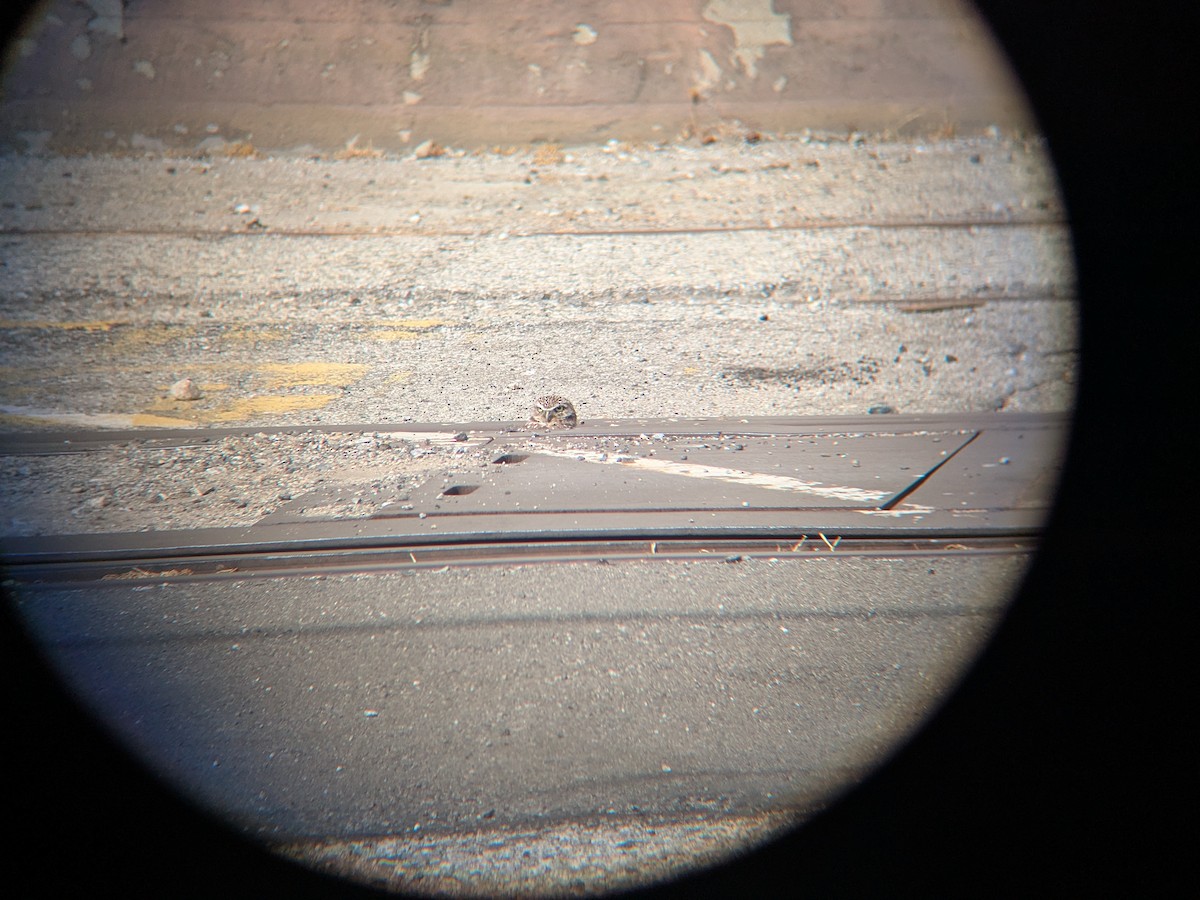 Burrowing Owl - ML640089626