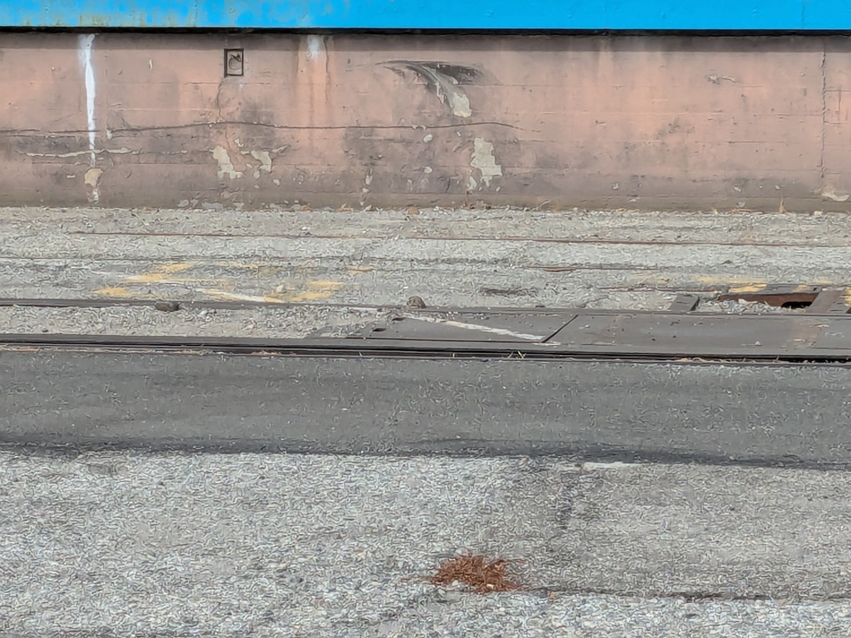 Burrowing Owl - ML640089627