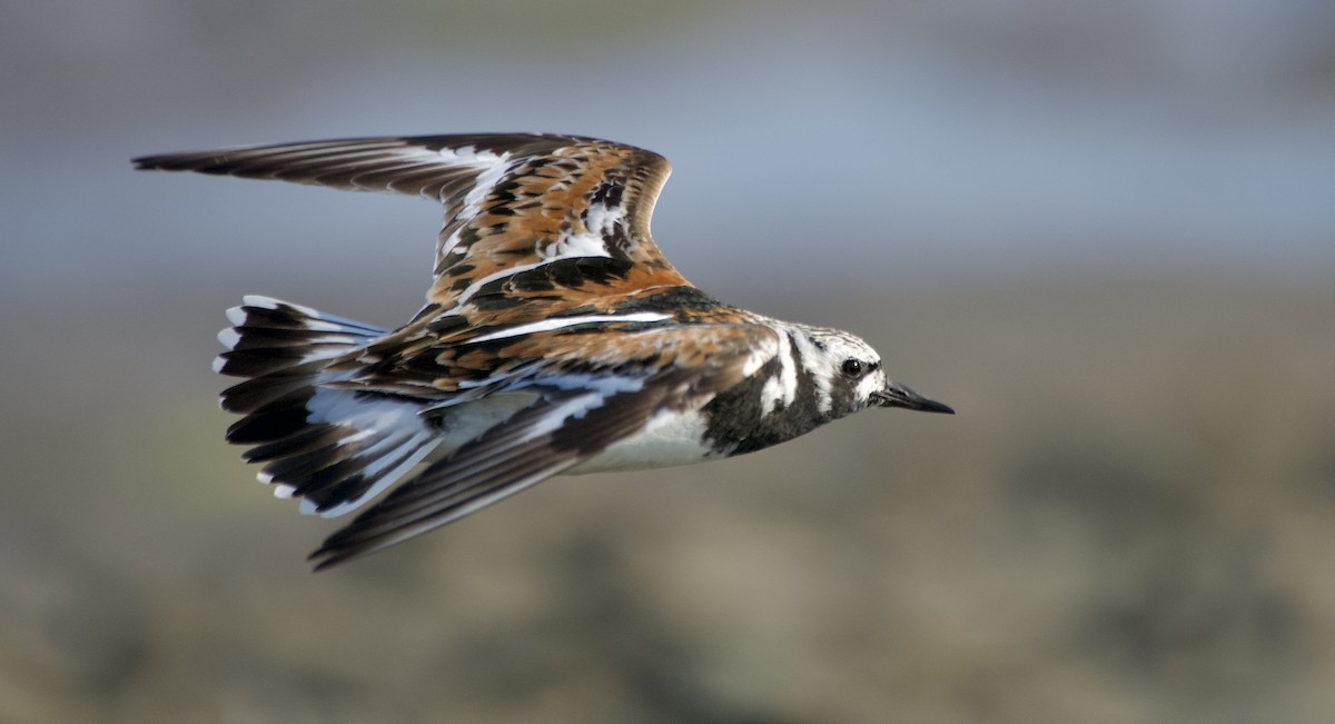 Ruddy Turnstone - ML640089629