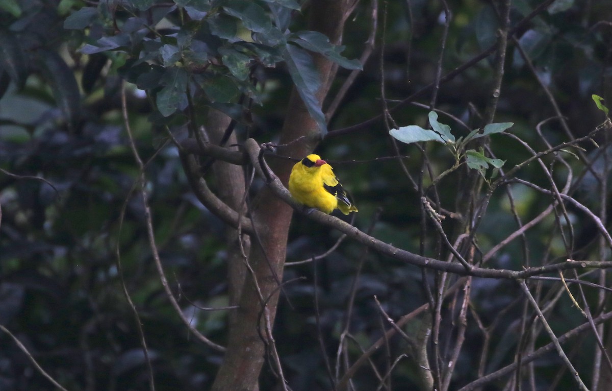 Black-naped Oriole - ML640089635