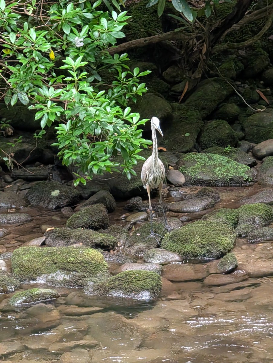 Great Blue Heron - ML640089648