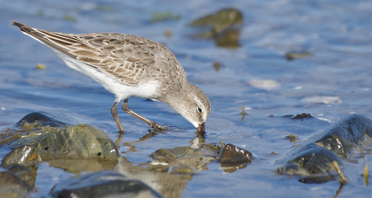 White-rumped Sandpiper - ML640089671