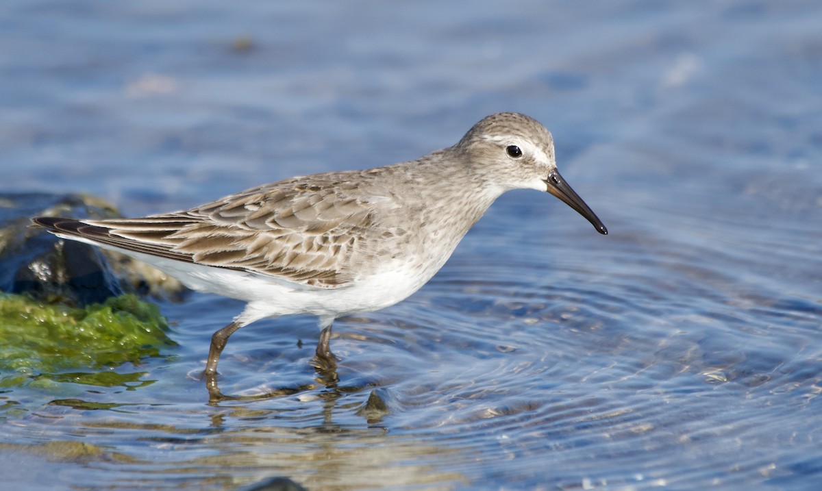 White-rumped Sandpiper - ML640089672
