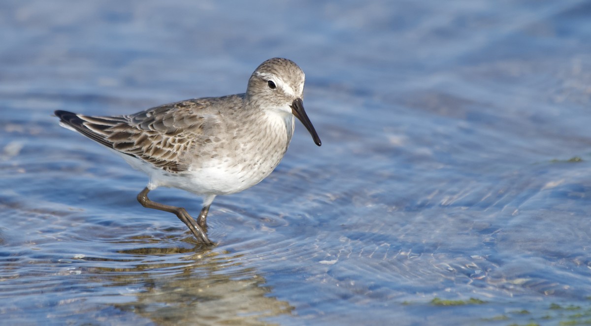 White-rumped Sandpiper - ML640089673