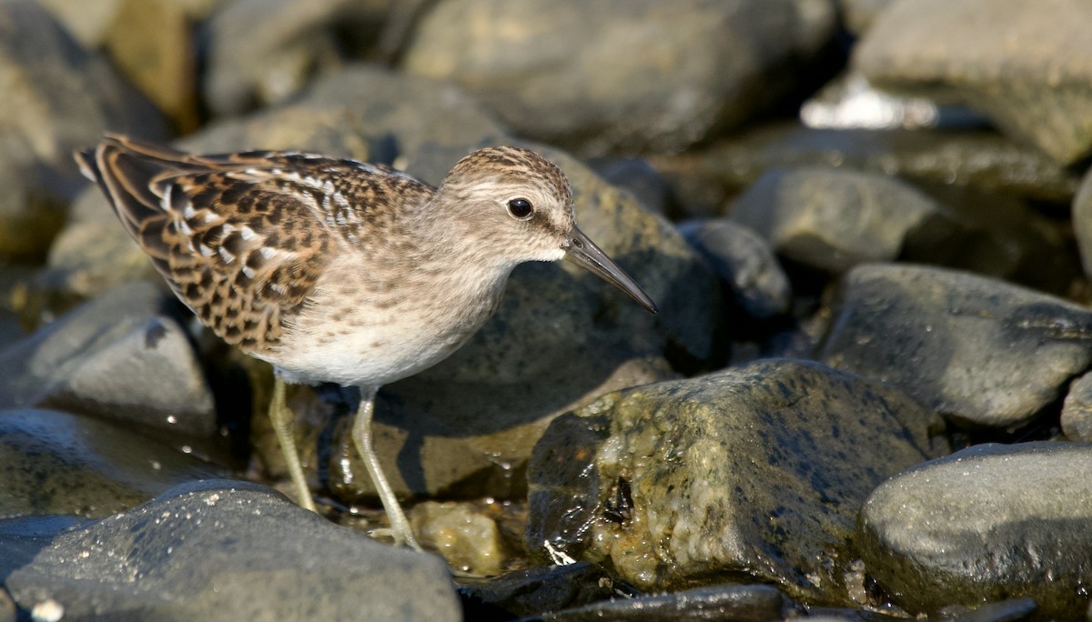Least Sandpiper - ML640089692