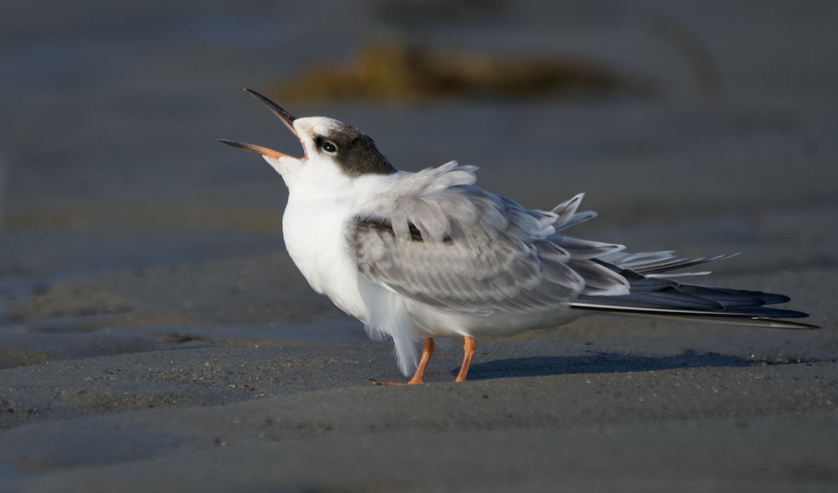 Common Tern - ML640089714