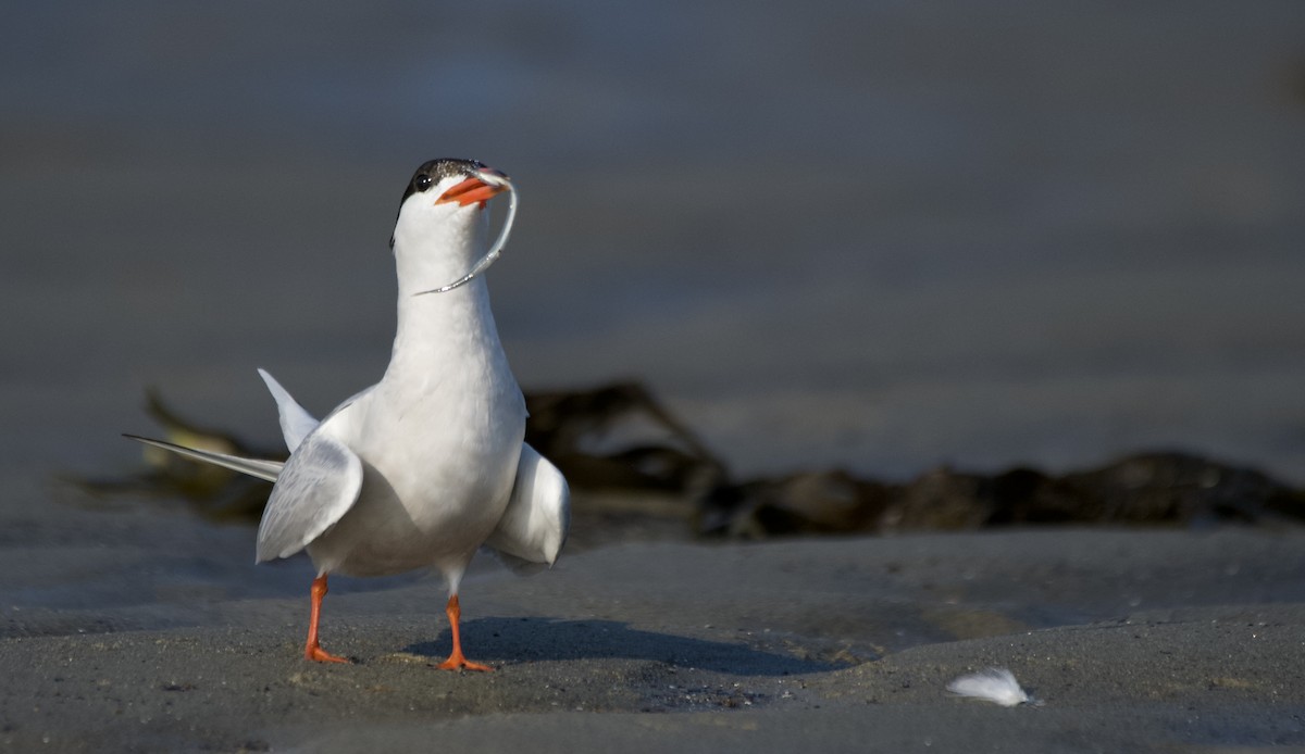 Common Tern - ML640089715