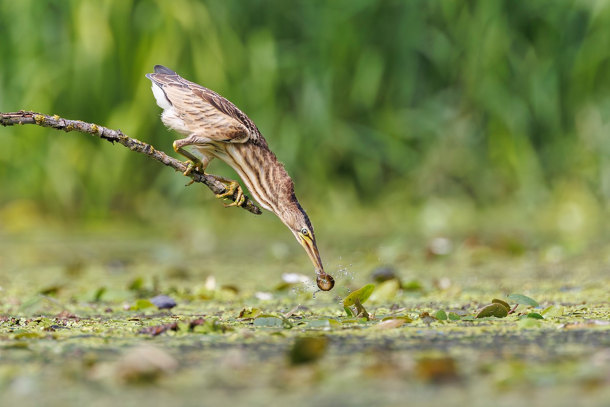 Little Bittern - ML640089727