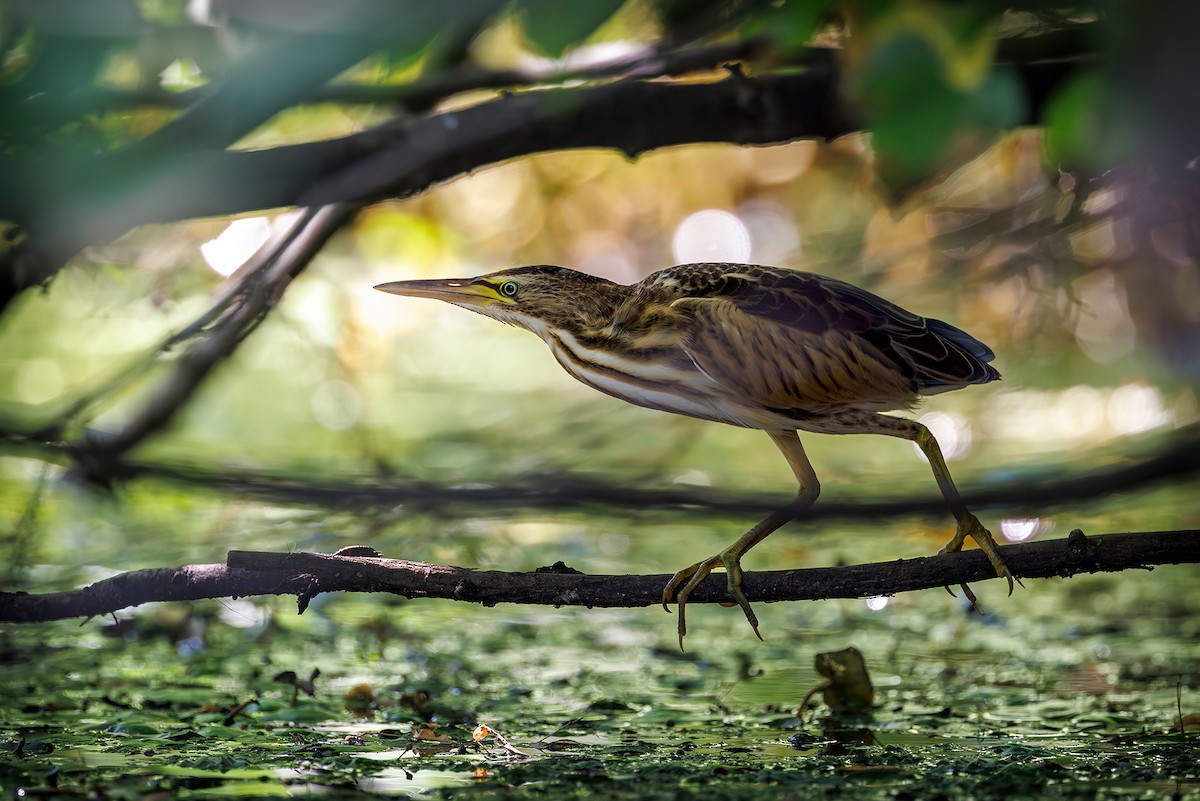 Little Bittern - ML640089728