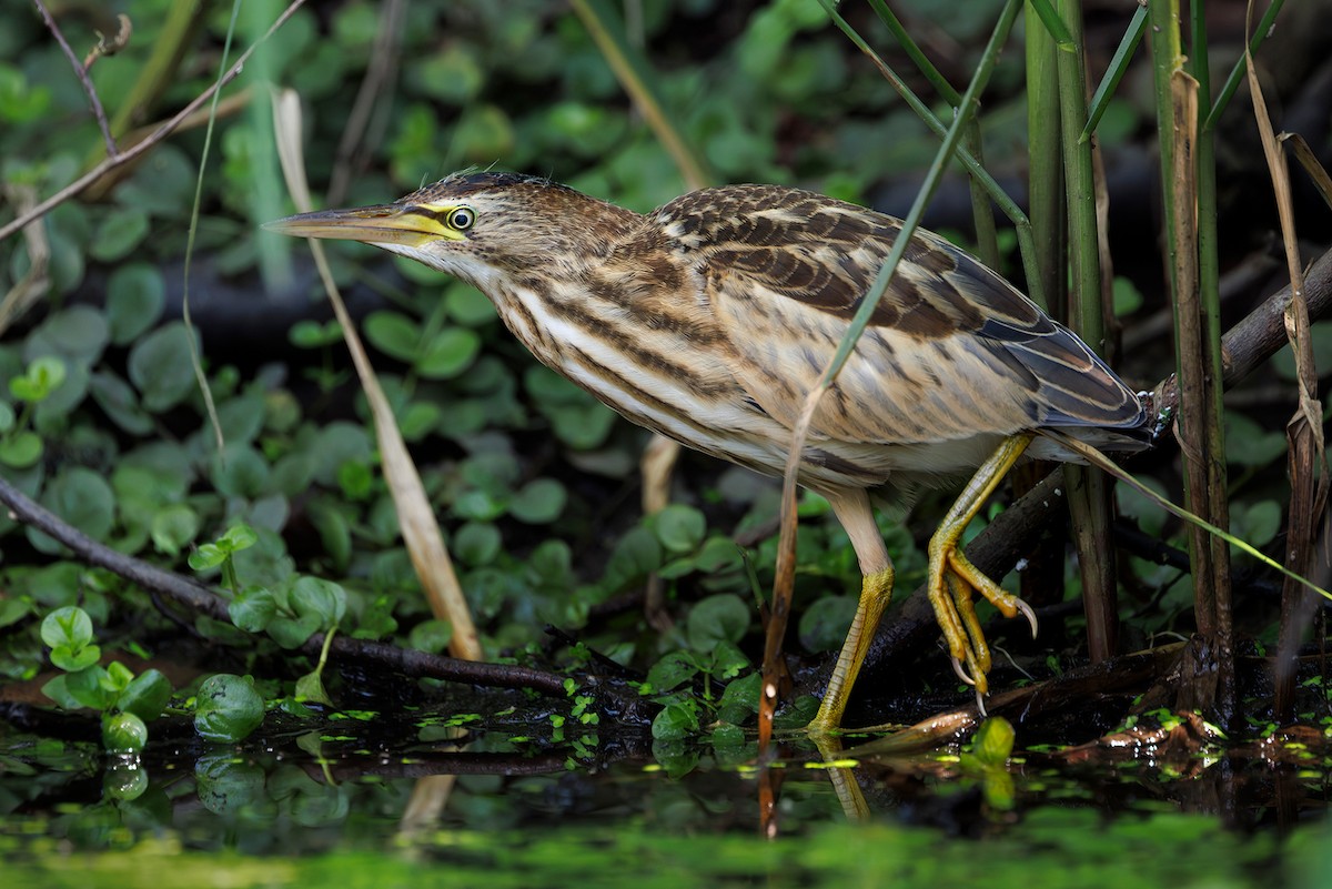 Little Bittern - ML640089729