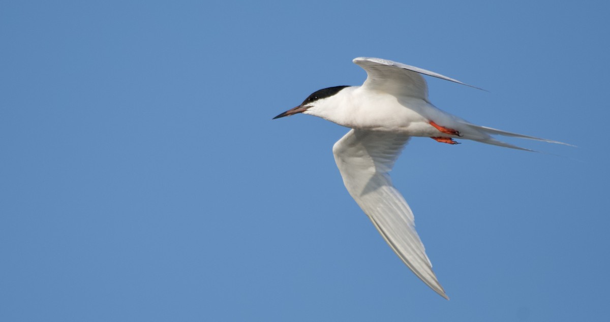 Roseate Tern - ML640089738