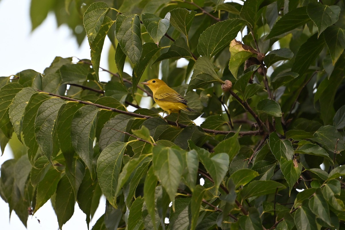 Yellow Warbler - ML640089796