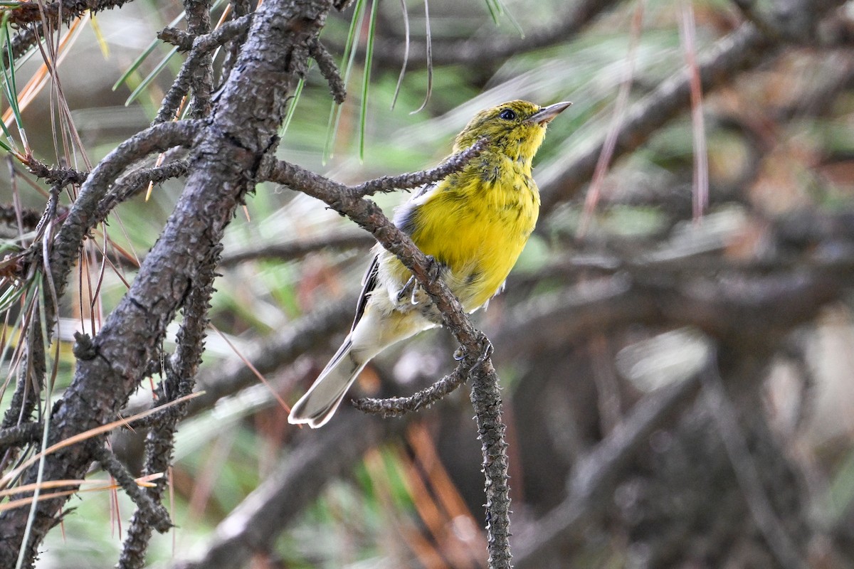 Pine Warbler - ML640089803