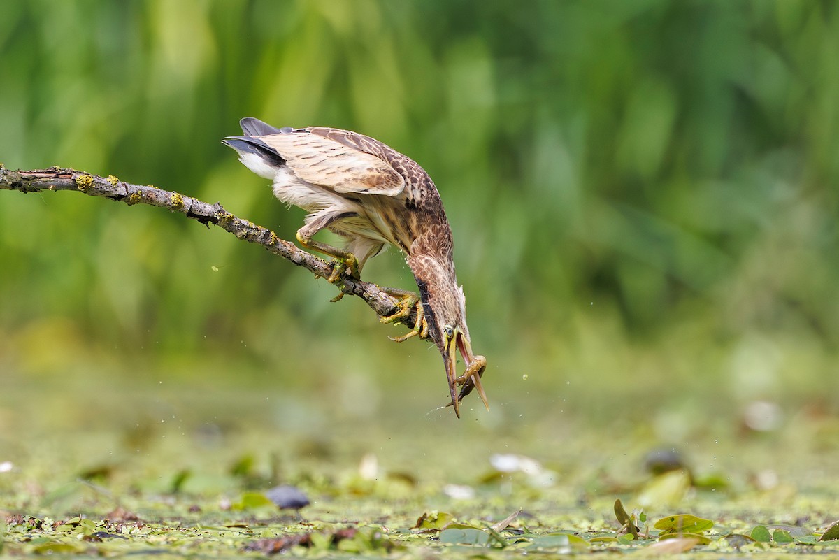 Little Bittern - ML640089859