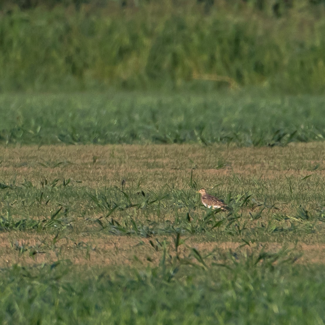 Upland Sandpiper - ML640089879