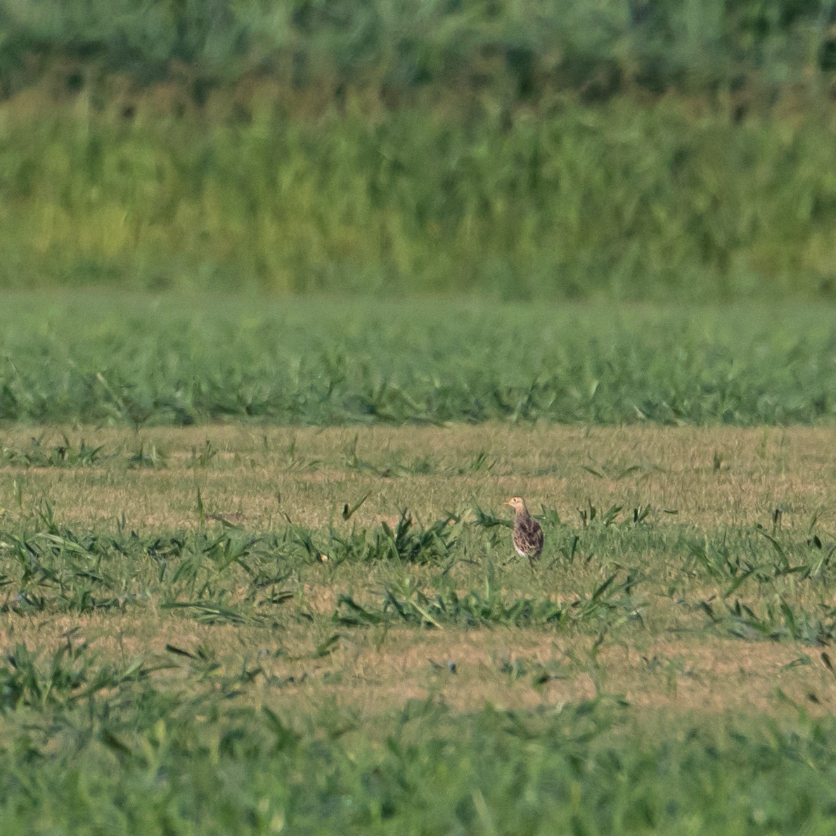 Upland Sandpiper - ML640089880