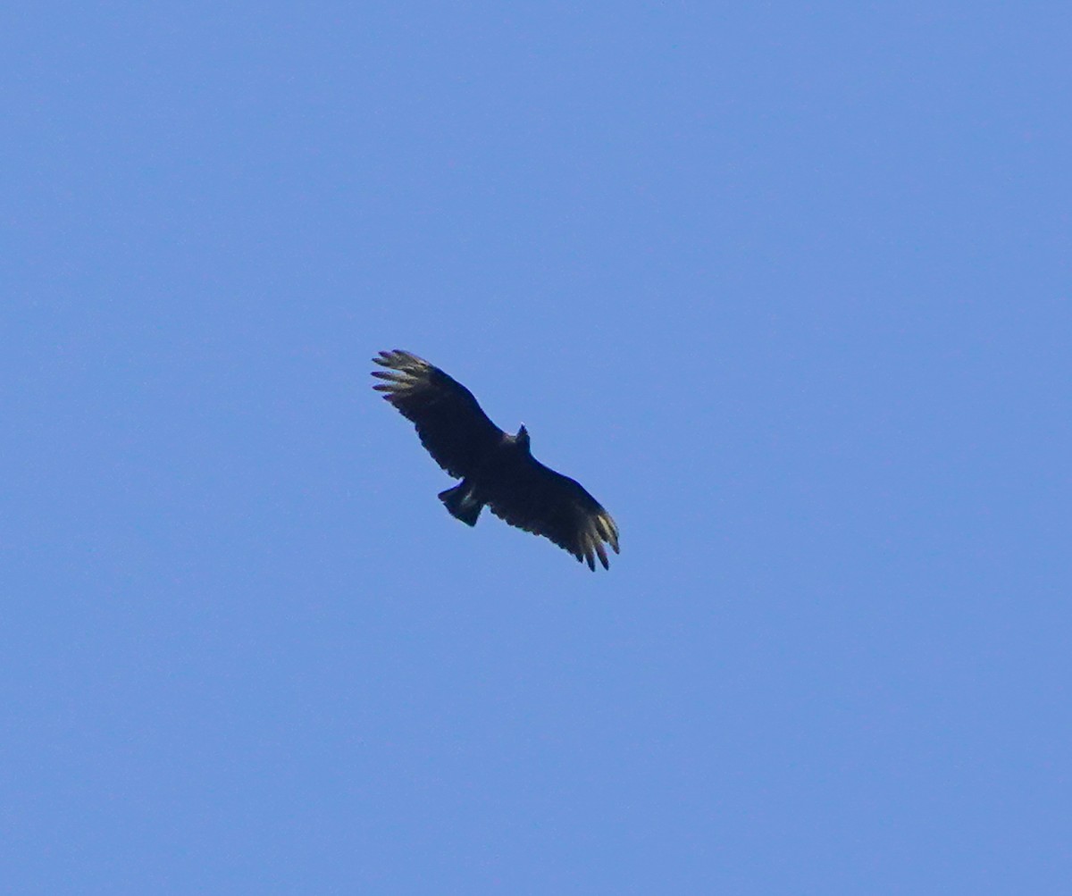 Black Vulture - ML640089986