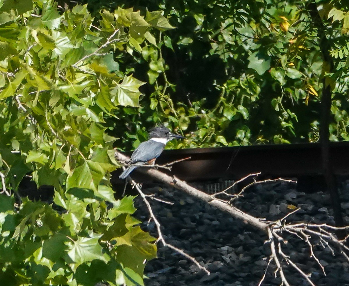 Belted Kingfisher - ML640089992