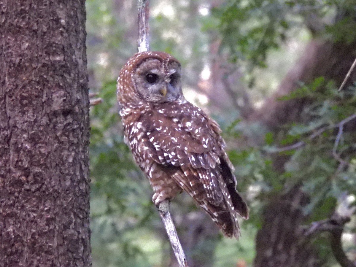 ニシアメリカフクロウ（lucida） - ML640090018