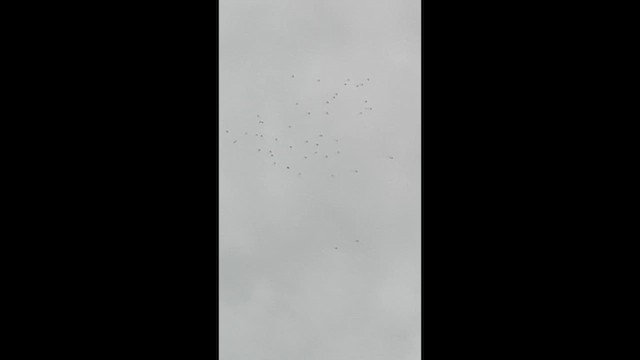 Little Swift - ML640090132