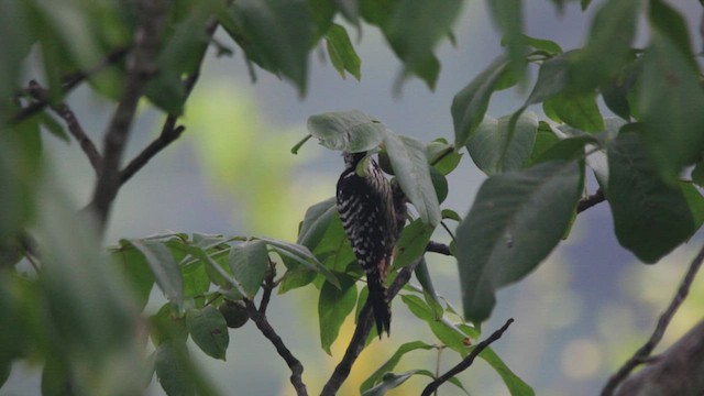 Brown-fronted Woodpecker - ML640090144
