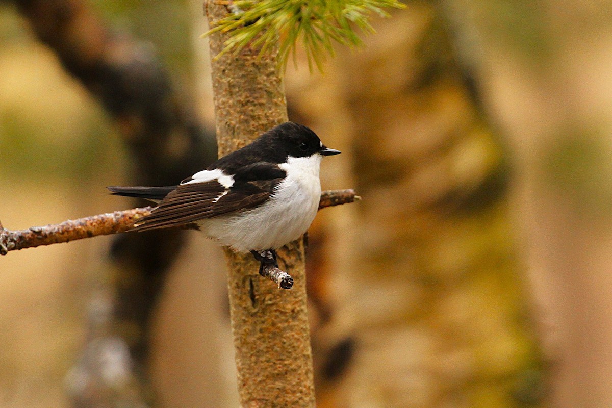 European Pied Flycatcher - ML640090145
