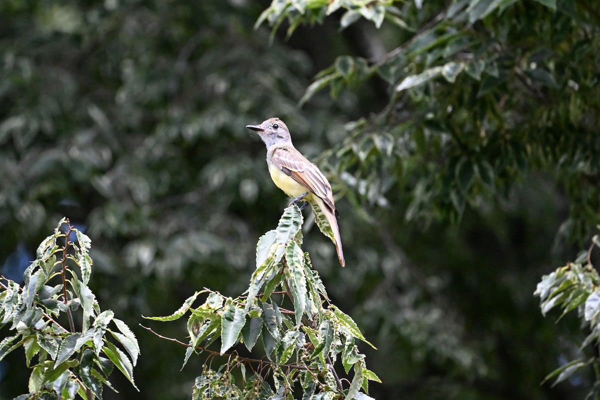 Great Crested Flycatcher - ML640090154