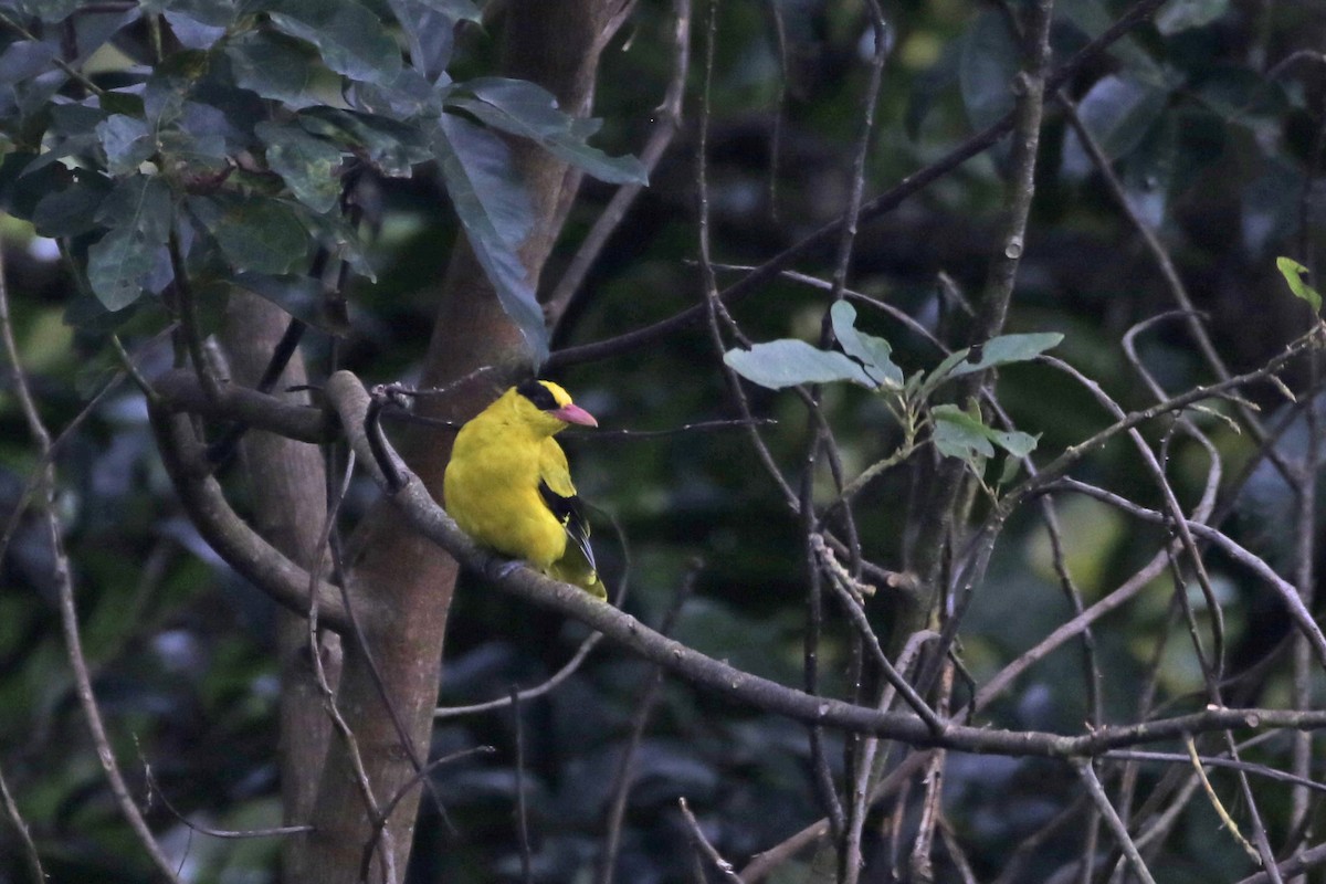 Black-naped Oriole - ML640090181