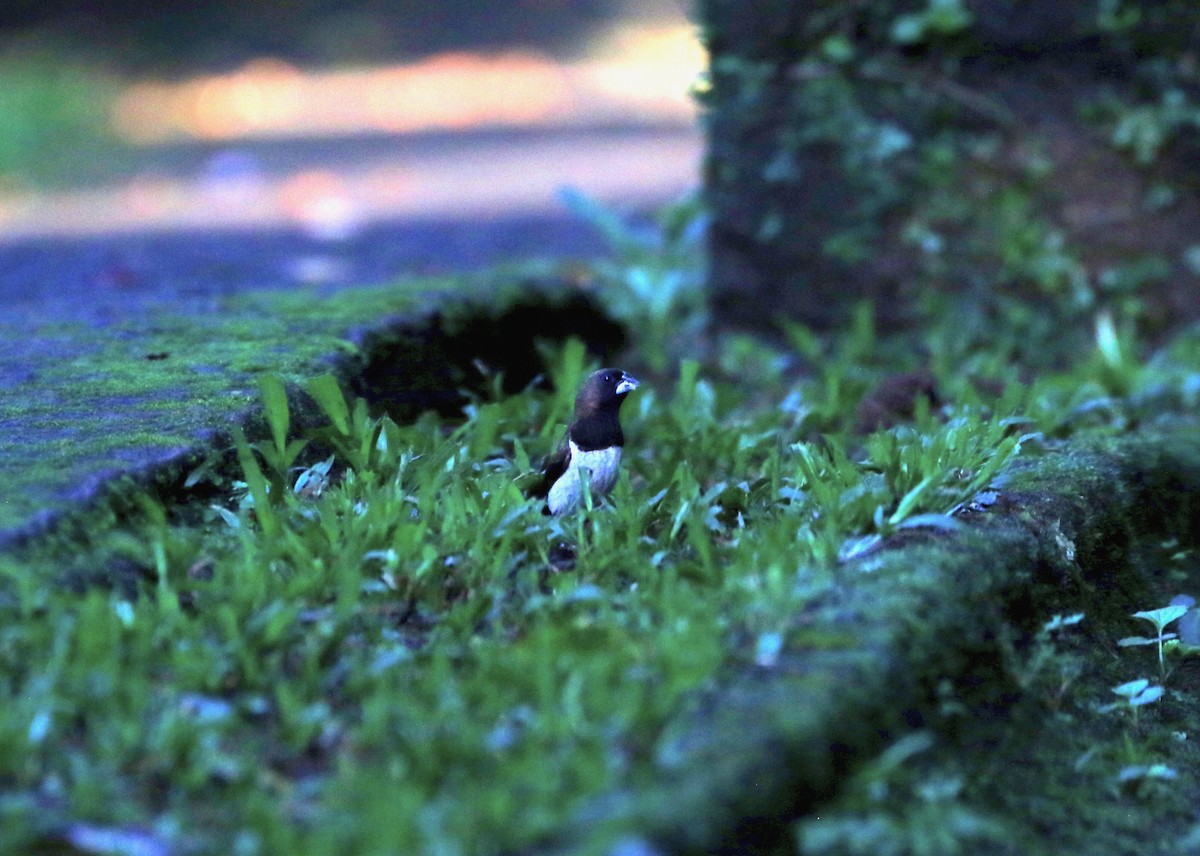Javan Munia - ML640090209