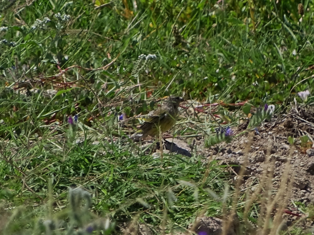 Corsican Finch - ML640090236