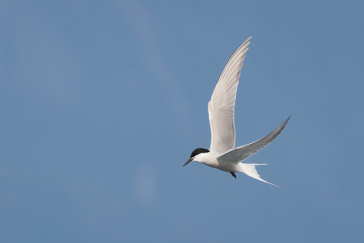 Common Tern (longipennis) - ML640090260