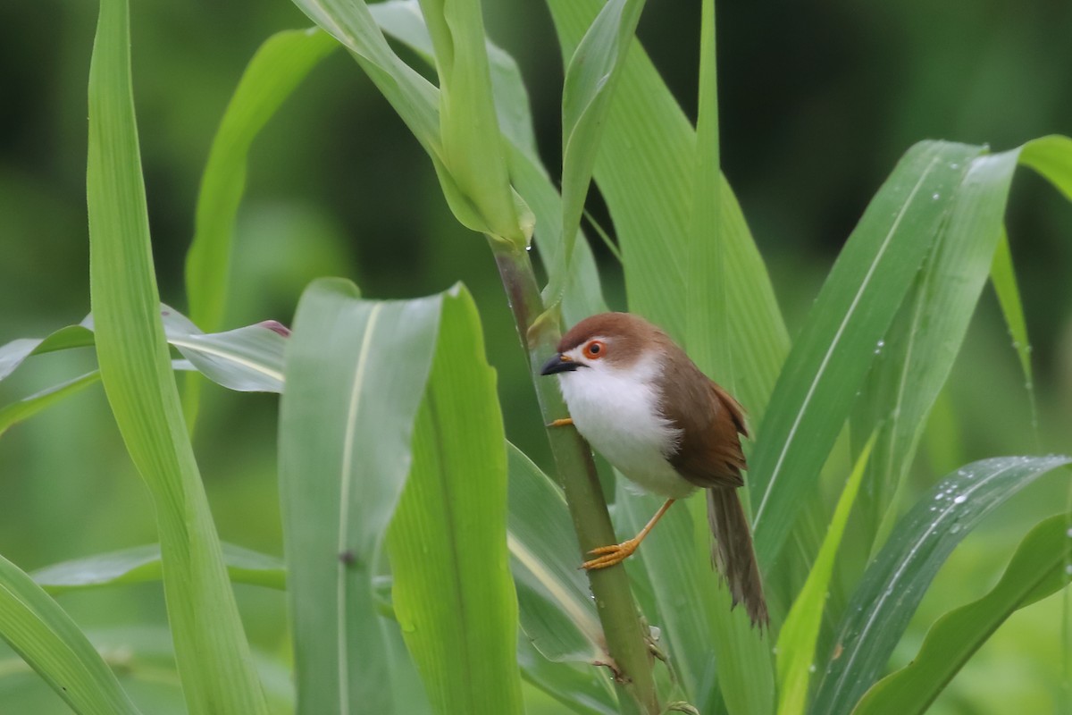Yellow-eyed Babbler - ML640090282
