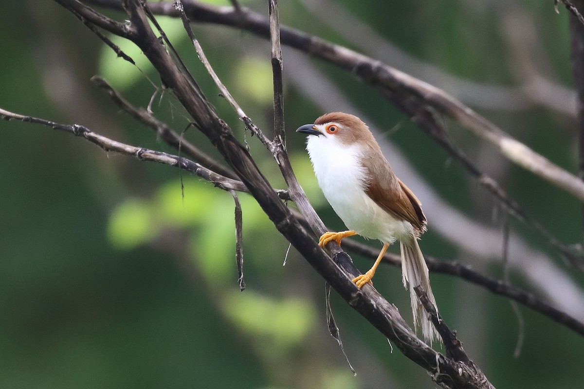 Yellow-eyed Babbler - ML640090283