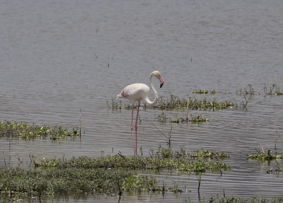 Greater Flamingo - ML640090382