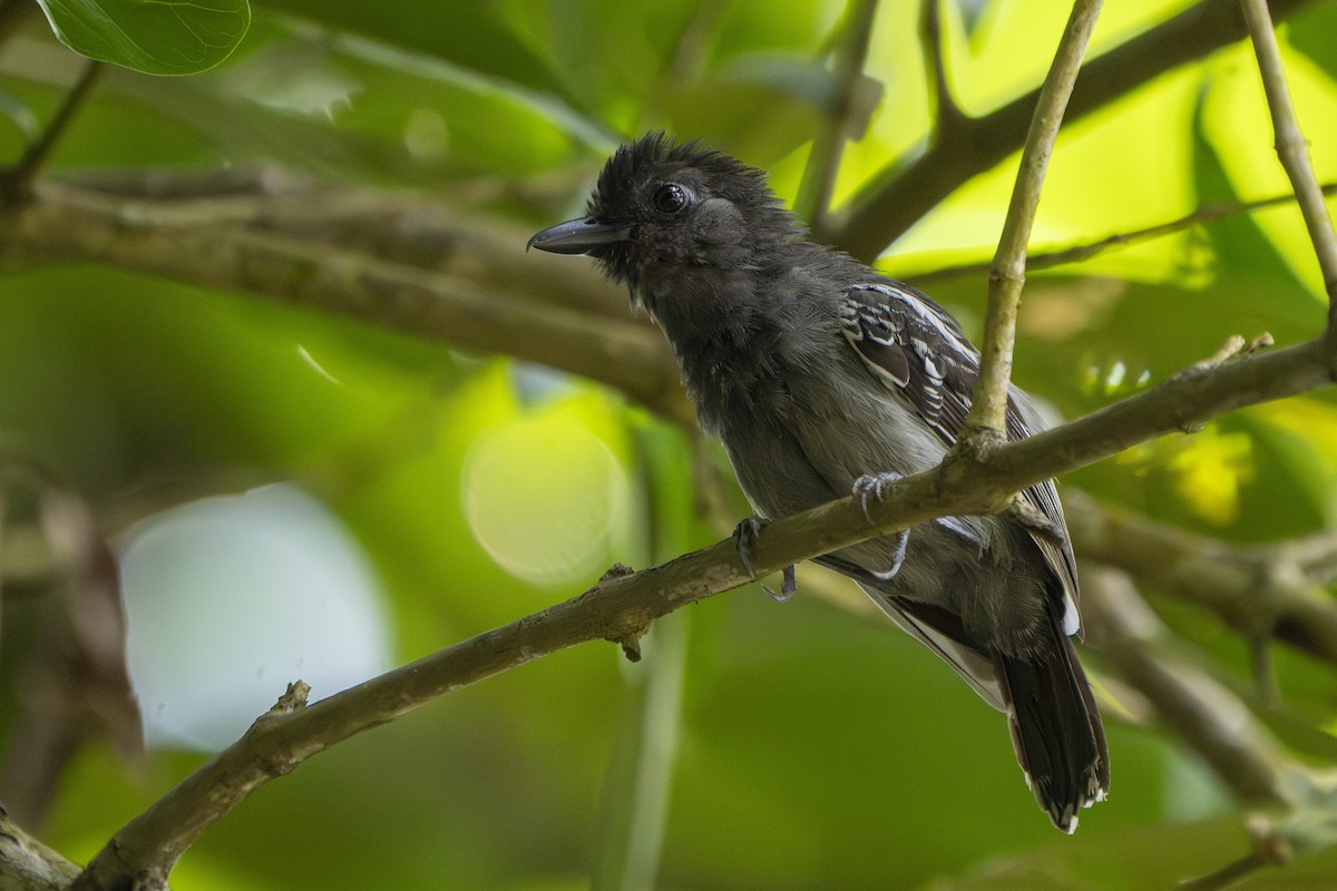 Blackish-gray Antshrike - ML640090390