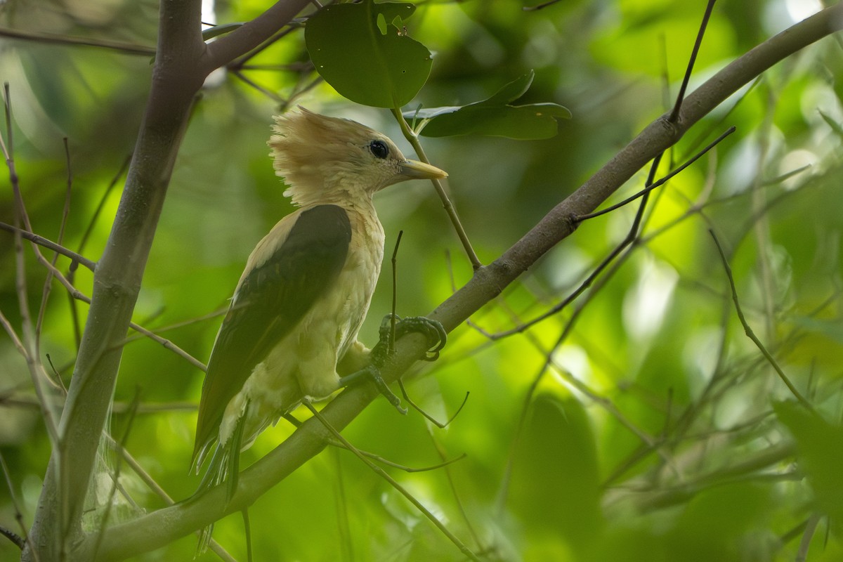 Cream-colored Woodpecker - ML640090405
