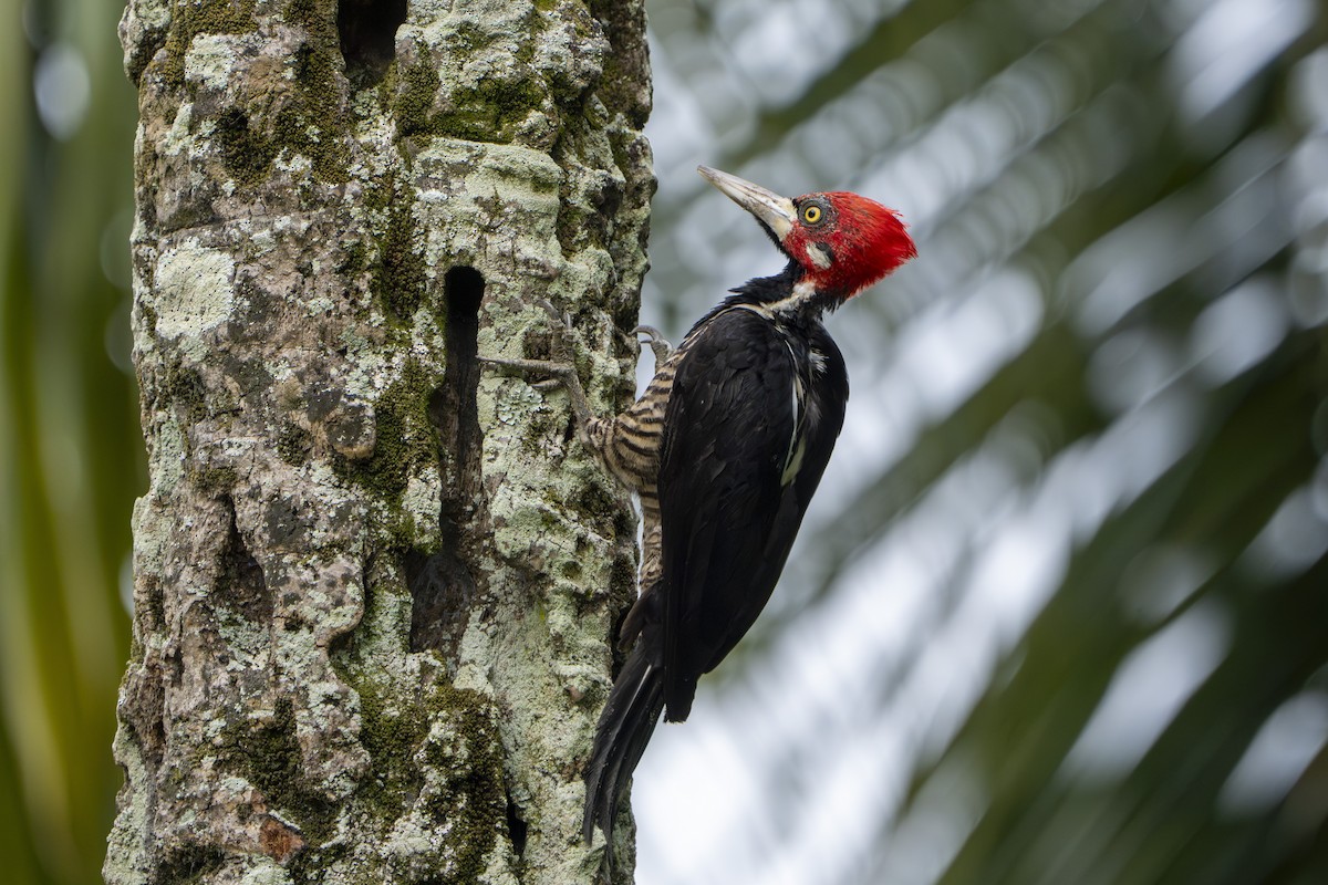 Crimson-crested Woodpecker - ML640090423