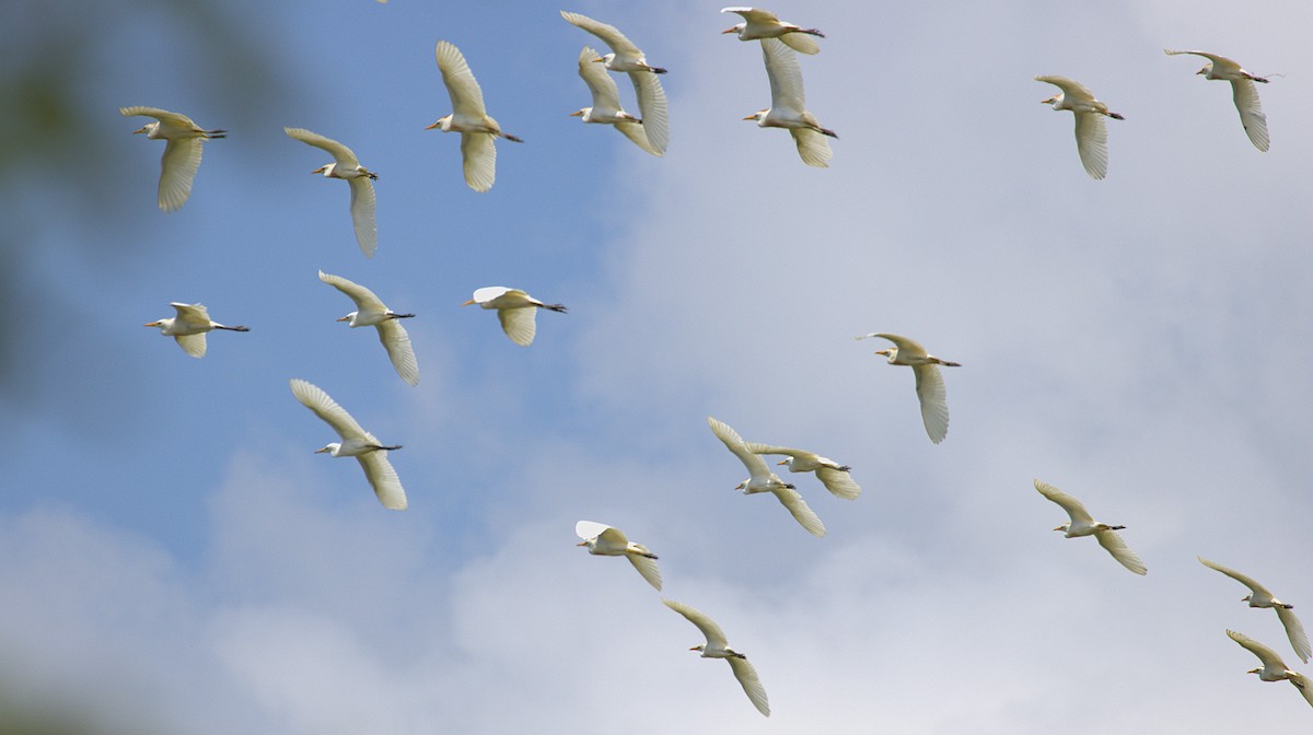Western Cattle-Egret - ML640090519