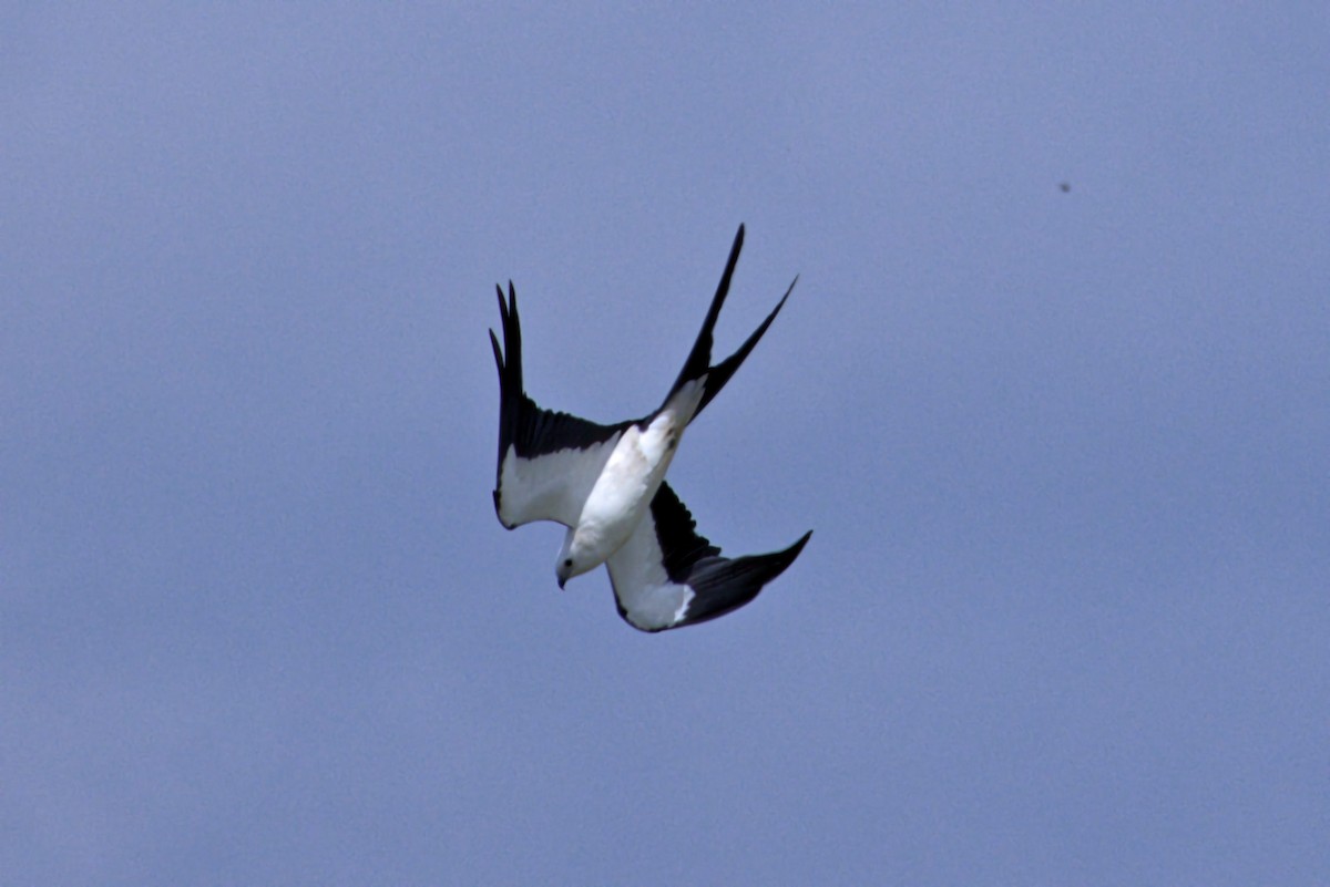 Swallow-tailed Kite - ML640090523
