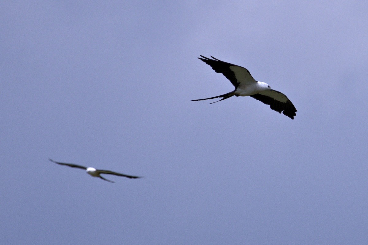 Swallow-tailed Kite - ML640090524