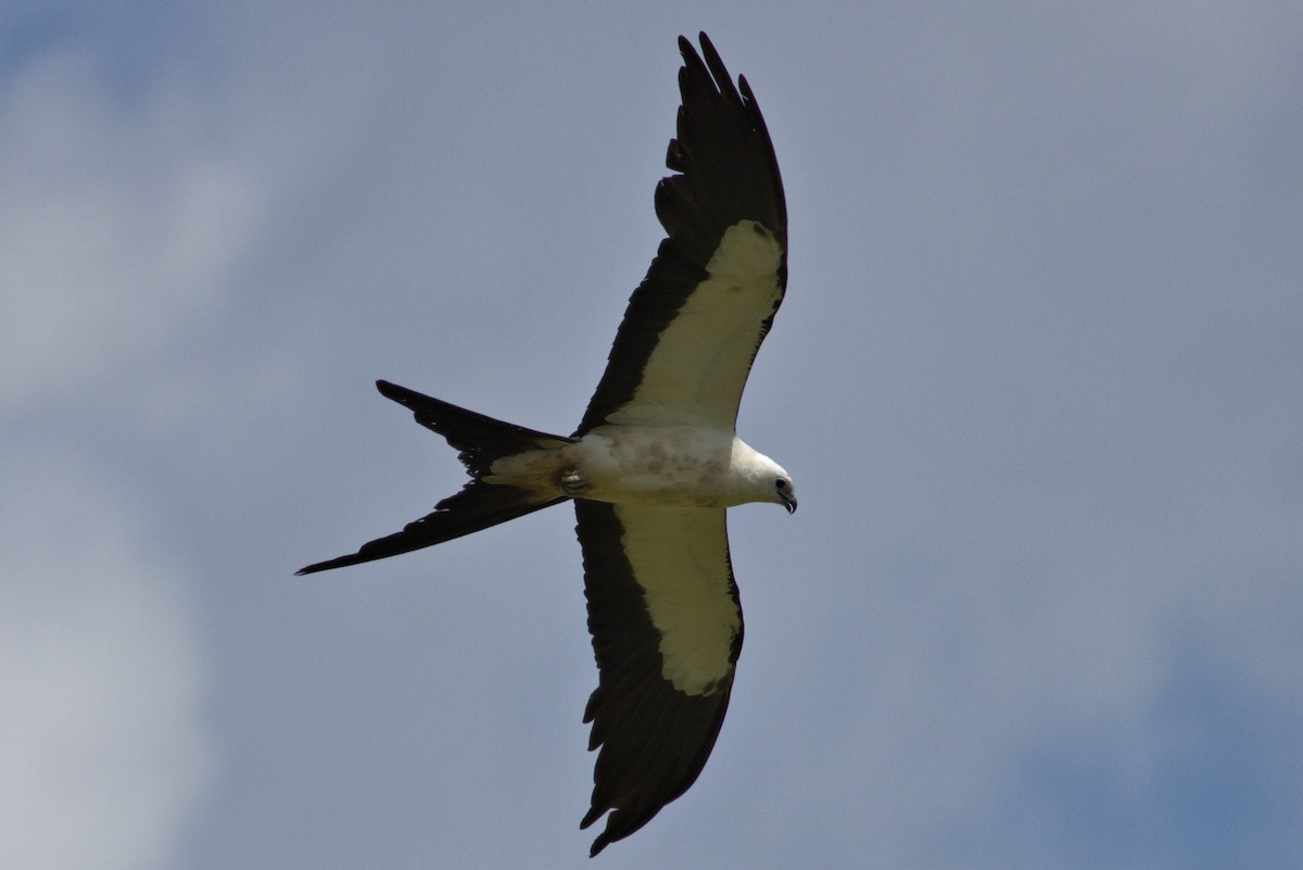 Swallow-tailed Kite - ML640090525