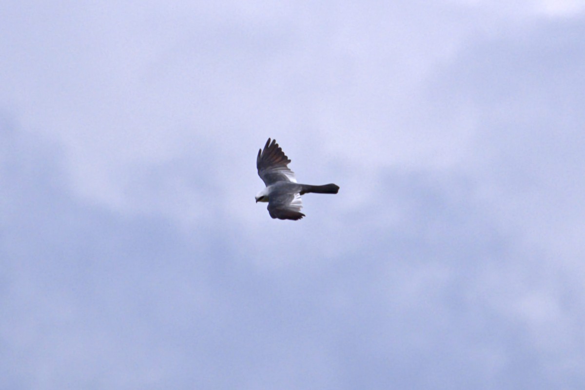 Mississippi Kite - ML640090532