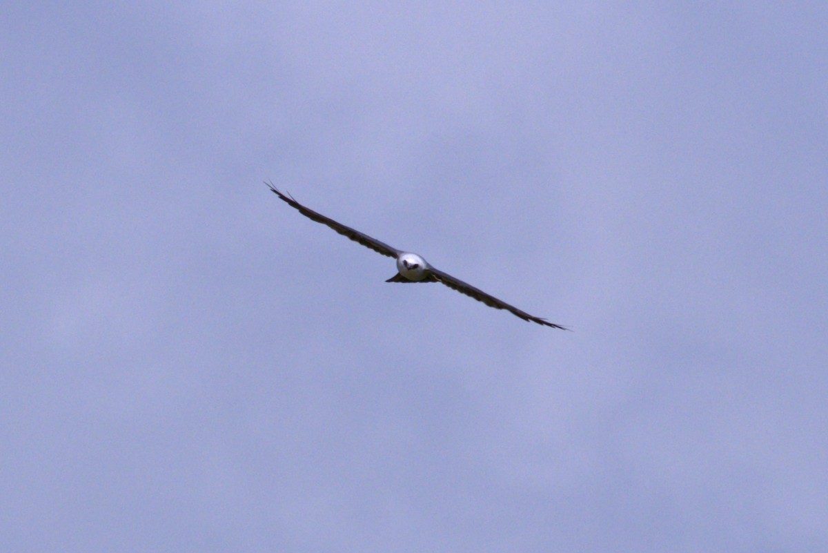 Mississippi Kite - ML640090533