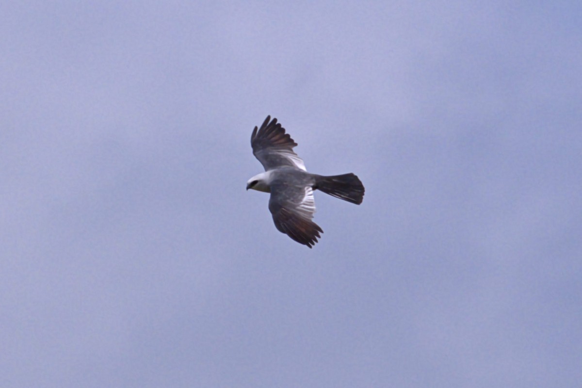 Mississippi Kite - ML640090534