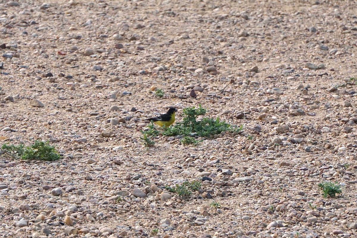Lesser Goldfinch - ML640090552