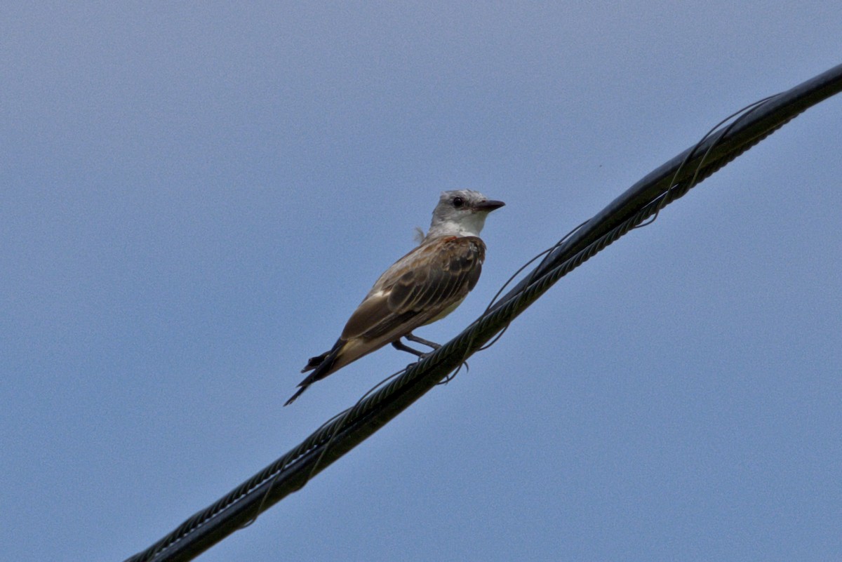 Scissor-tailed Flycatcher - ML640090559