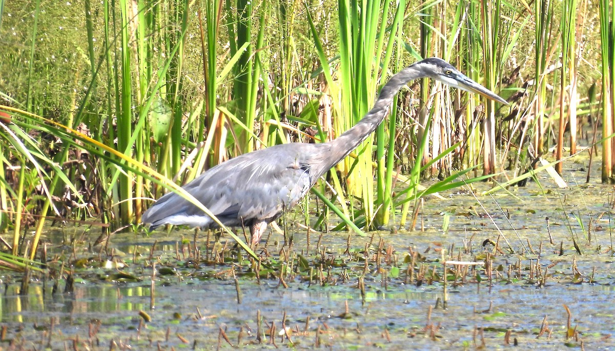Great Blue Heron - ML640090608