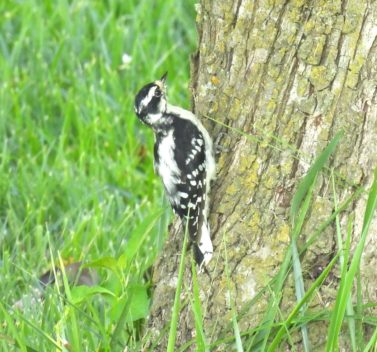 Downy Woodpecker - ML640090649