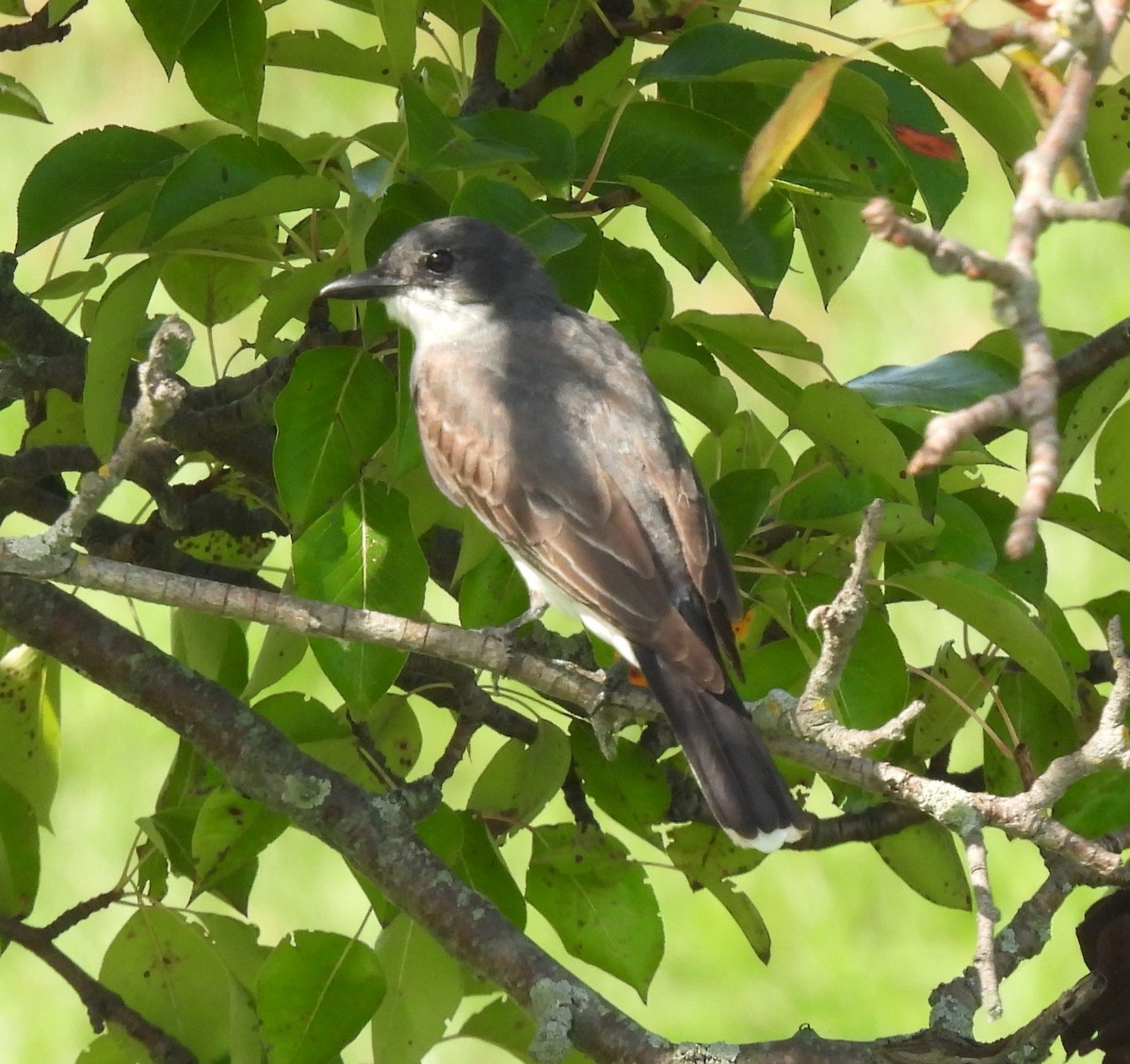 Eastern Kingbird - ML640090682