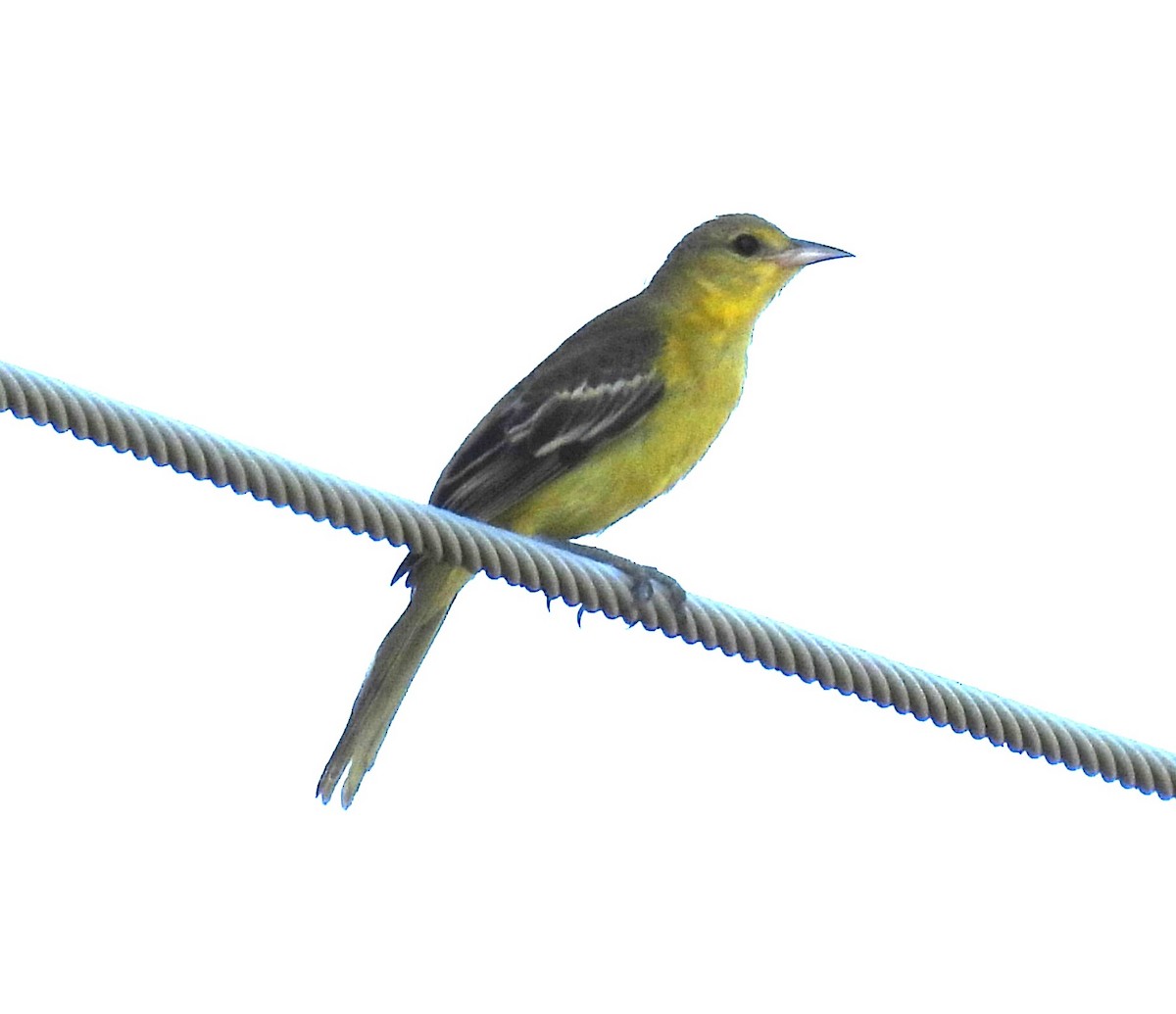 Orchard Oriole - ML640090735